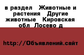  в раздел : Животные и растения » Другие животные . Кировская обл.,Лосево д.